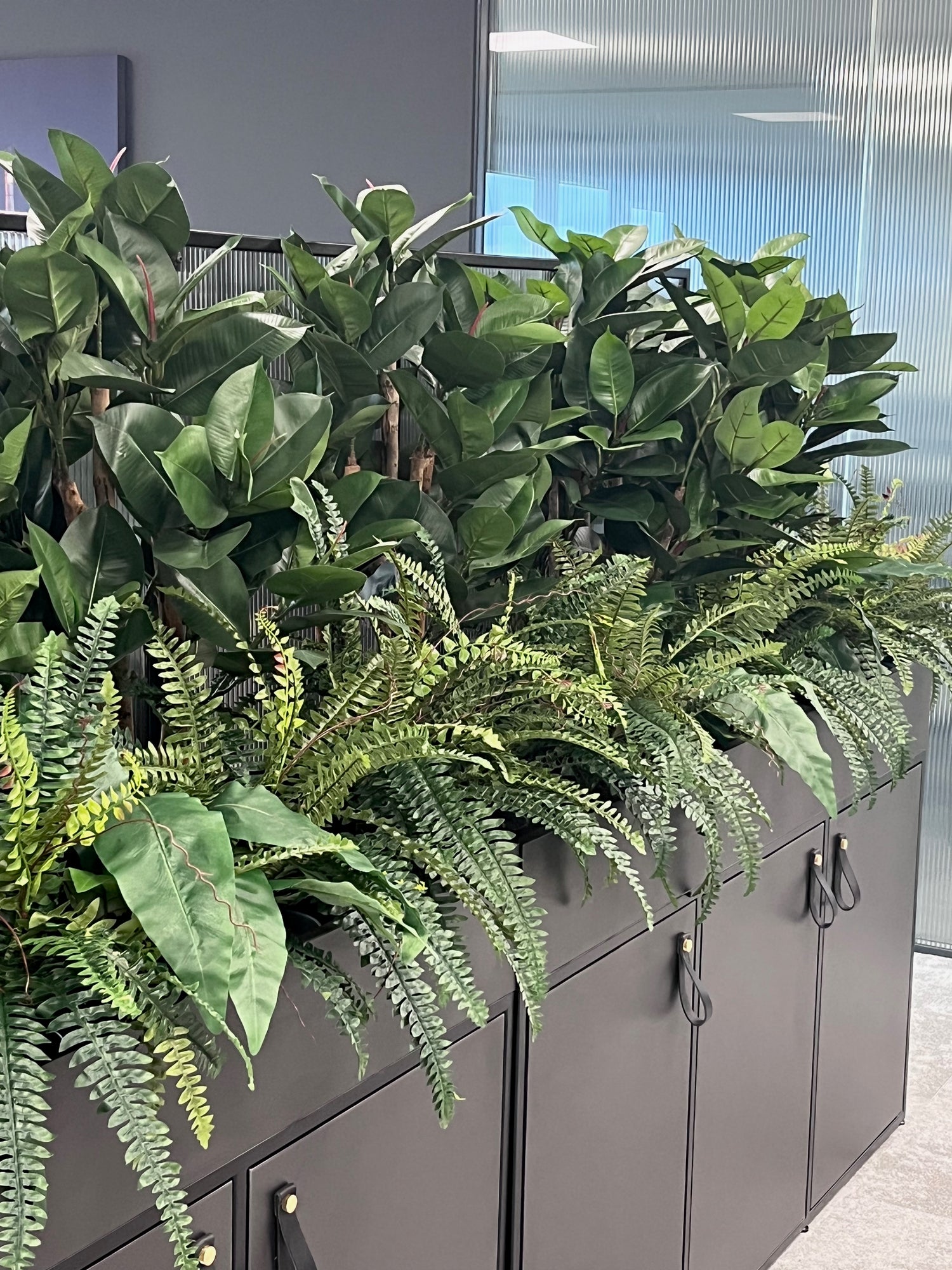 Artificial rubber plants mixed with boston and aspelnium ferns installed in desk end solutions to create privacy in office setting.