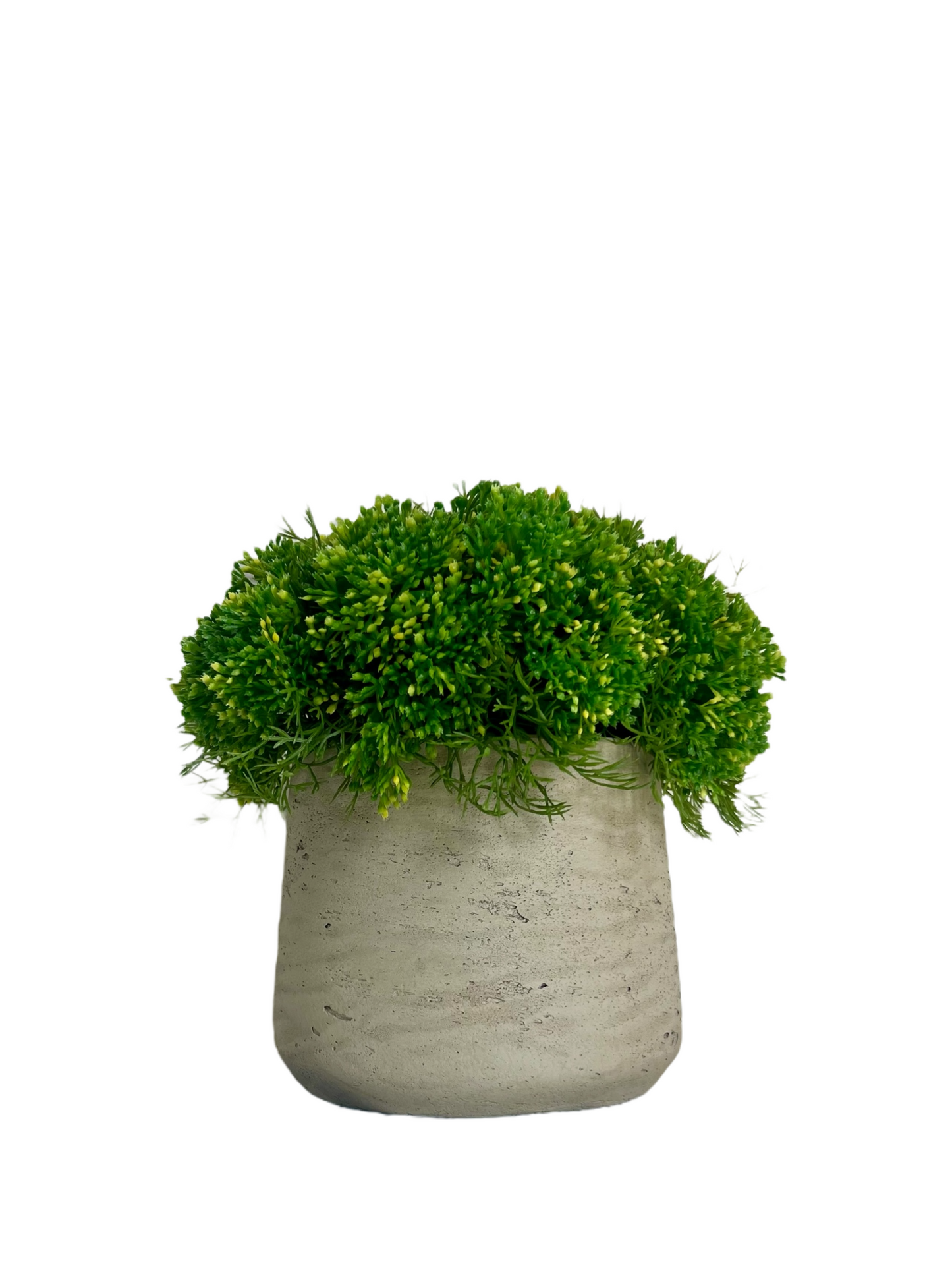 Vibrant green elderflower with tiny yellow buds set in a tapered cement pot 