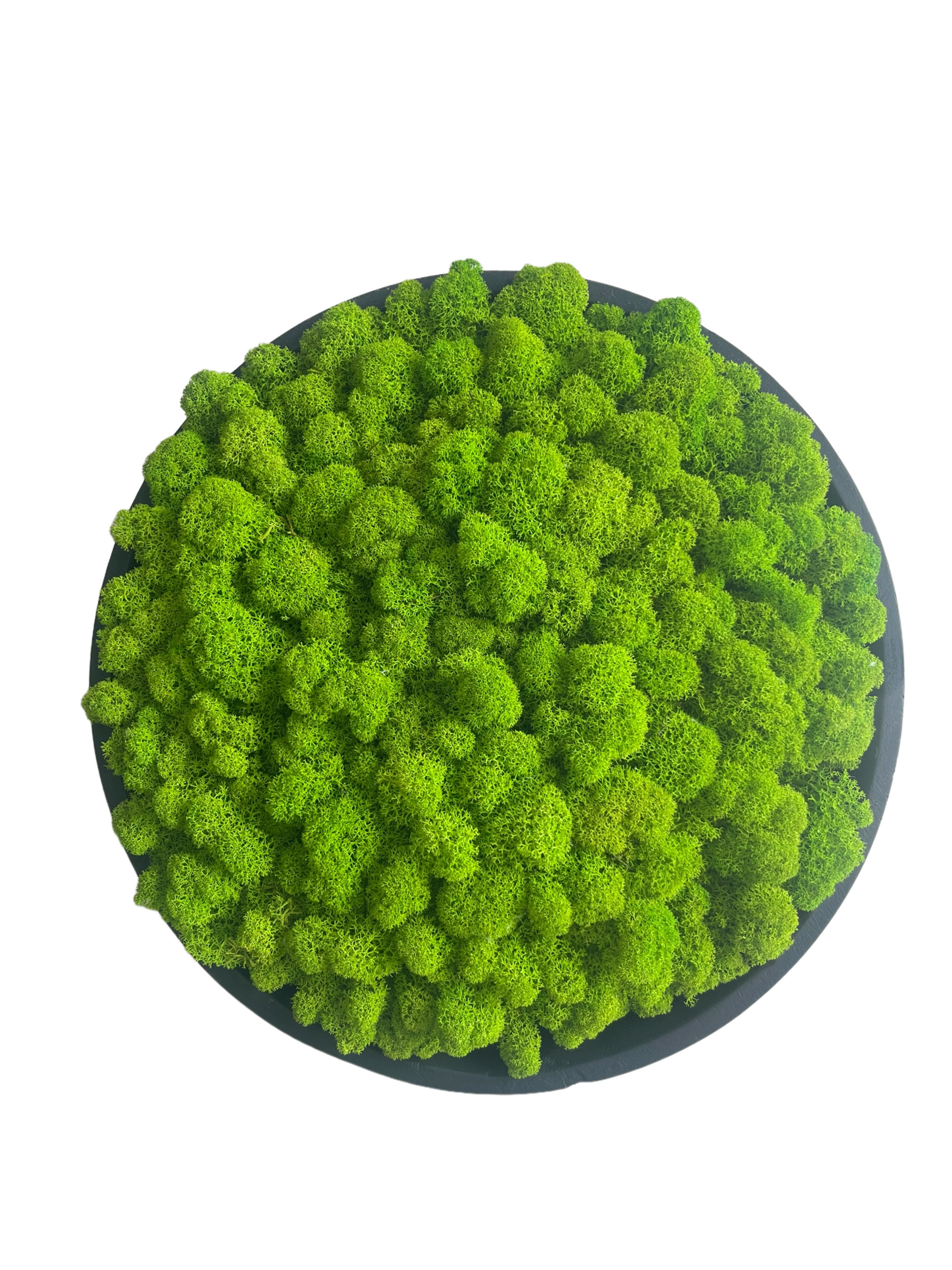 Ariel view of vibrant green preserved reindeer moss set in a black mango wooden bowl