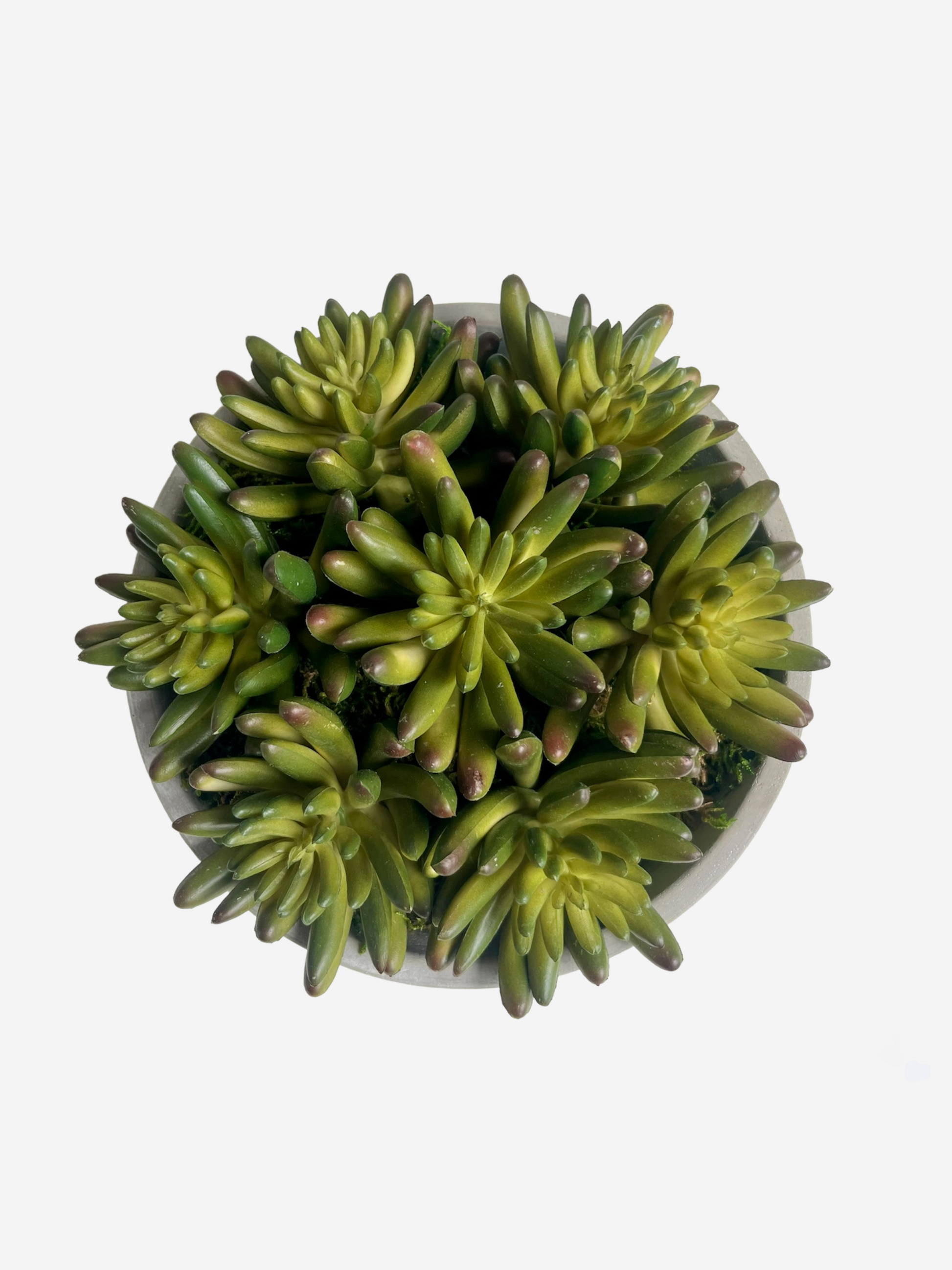 Ariel view of Artificial lush green agave succulents surrounded by preserved moss set in a light grey concrete bowl planter.