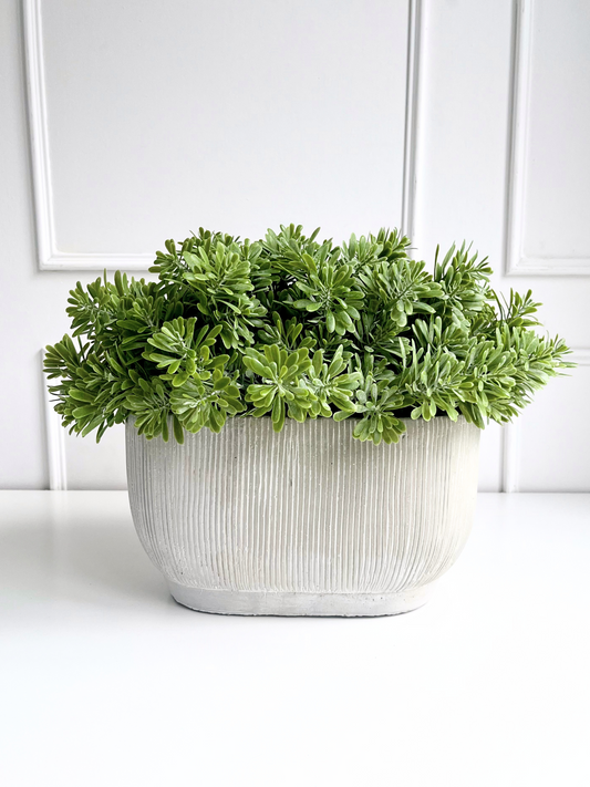 Succulent in oval concrete planter