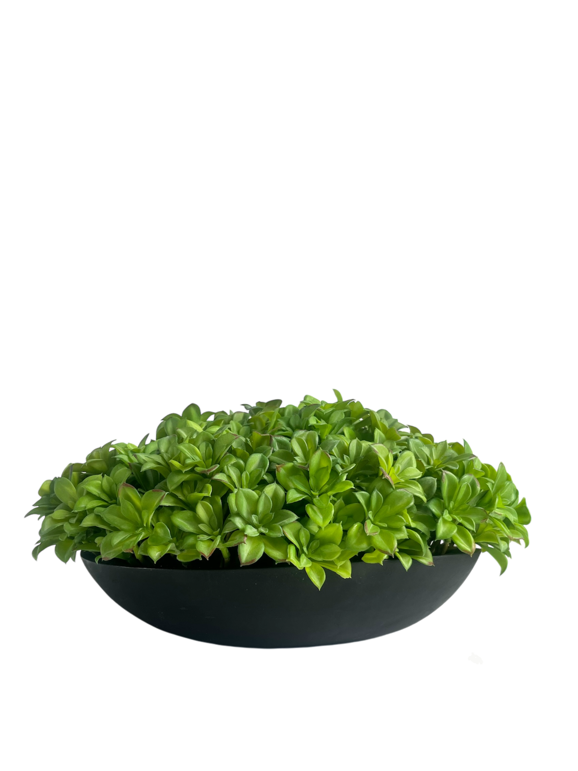 Vibrant green artificial succulents arranged in a black mango wood bowl planter.