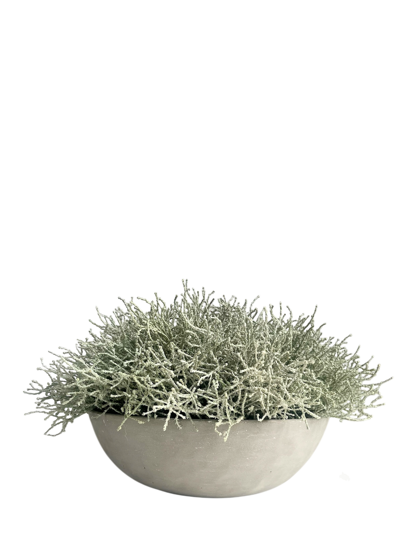 Light grey artificial santolina set in a concrete bowl planter.