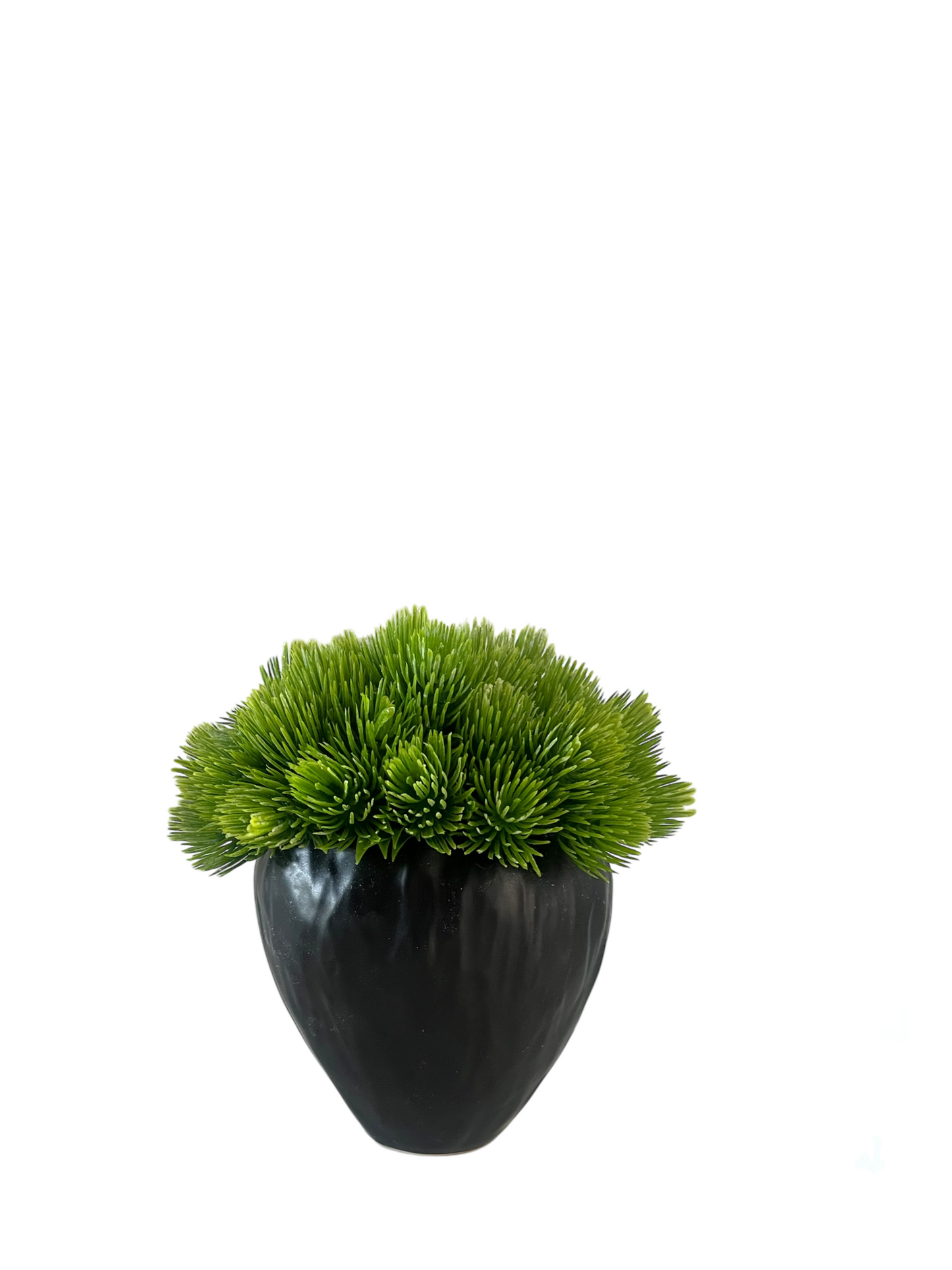 Succulent in black stoneware pot