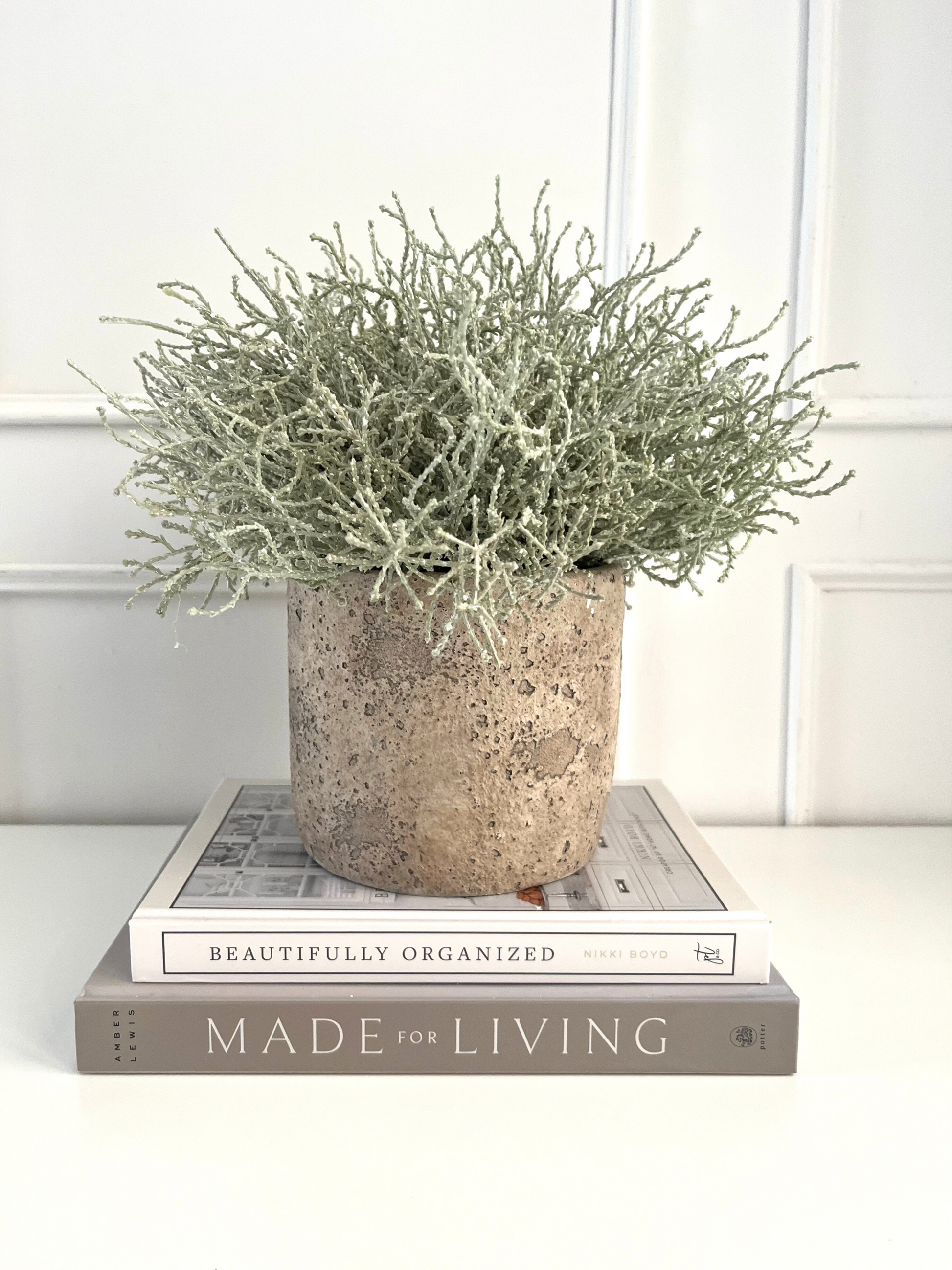 Silver/green artificial santolina set in a neutral coloured rustic style concrete pot displayed on a stack of books.