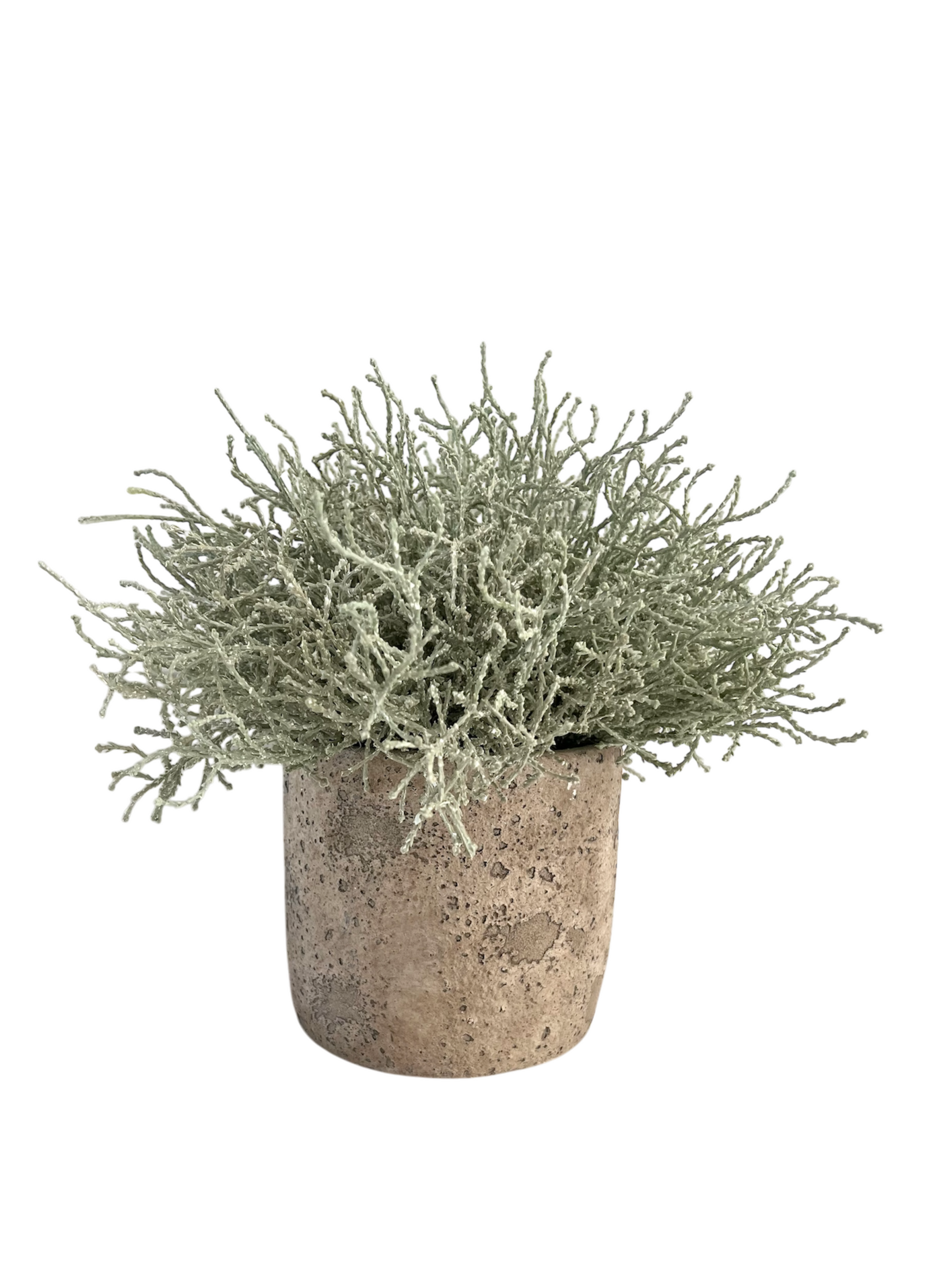 Silver/green artificial santolina set in a neutral coloured rustic style concrete pot